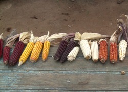 Gemeinsam für eine Landwirtschaft, die unsere Zukunft sichert - Film und Gespräch