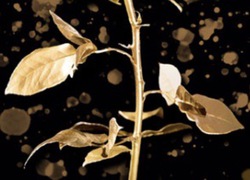 MannHundSchnecke - Lesung